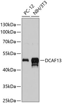 DCAF13 antibody