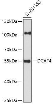 DCAF4 antibody