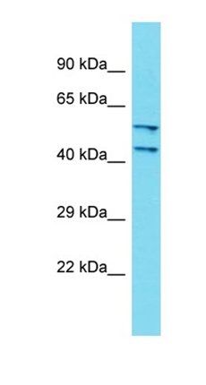 DCAF4L2 antibody