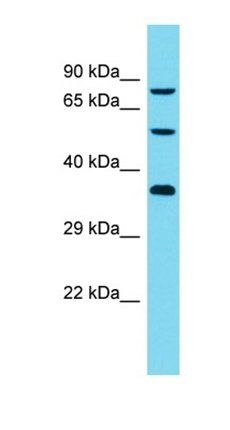 DCAF8L2 antibody