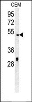 DCC1 antibody