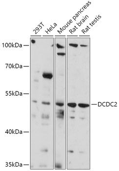 DCDC2 antibody