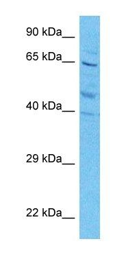 DCE2 antibody
