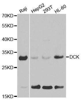 DCK antibody