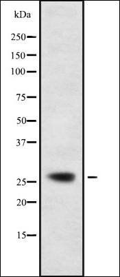 DCL-1 antibody