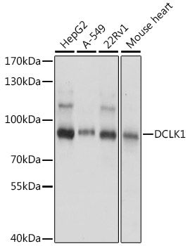 DCLK1 antibody