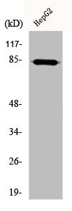 DCLK2 Antibody