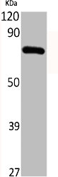 DCLK3 antibody