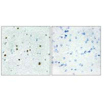 DCLK3 antibody