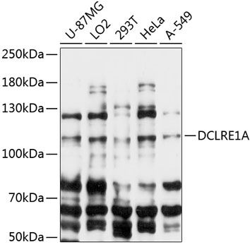 DCLRE1A antibody