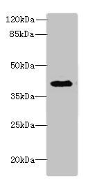 DCN Antibody