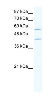 DCP1A antibody