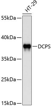 DCPS antibody