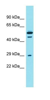 DCST2 antibody