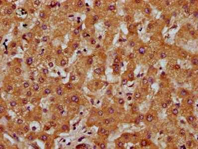 DCSTAMP Antibody
