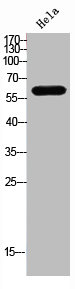 DCT Antibody