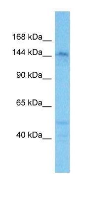 DCTN1 antibody