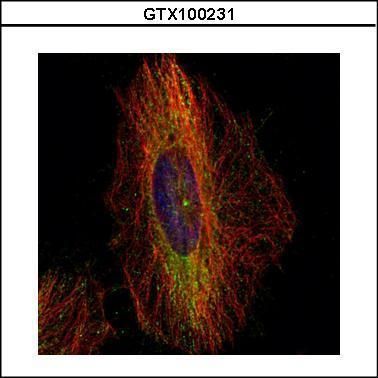 DCTN1 antibody [C3], C-term