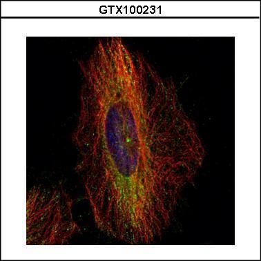 DCTN1 antibody