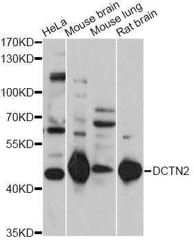 DCTN2 antibody