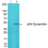 DCTN2 antibody