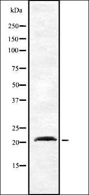 DCTN3 antibody