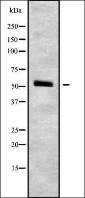DCTN4 antibody