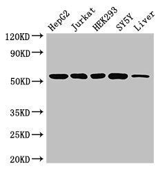 DCTN4 antibody