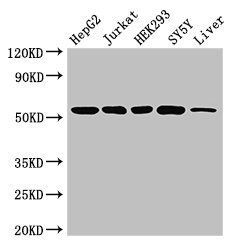 DCTN4 Antibody