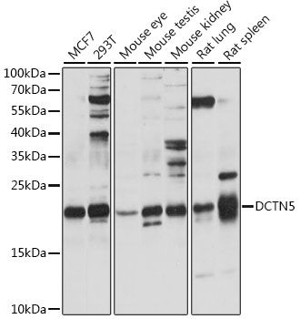 DCTN5 antibody