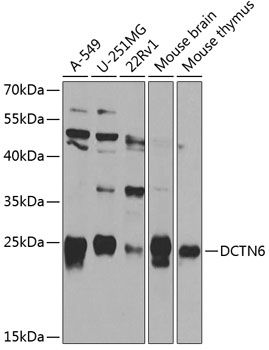 DCTN6 antibody
