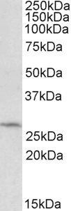 DCUN1D1 antibody