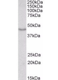 Goat anti-Doublecortin / DCX (aa232-242) Antibody