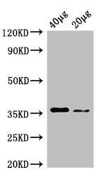 dcyD antibody (Biotin)