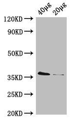 dcyD antibody (HRP)