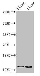 DDA1 Antibody