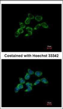 DDAH1 antibody [C2C3], C-term
