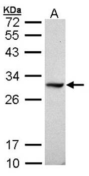 DDAH1 antibody