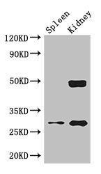 DDAH2 antibody