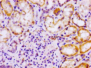 DDB1 Antibody