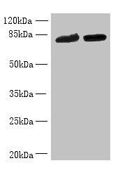 DDHD2 antibody