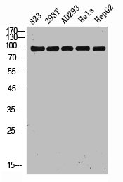 DDIAS Antibody