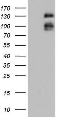 DDIT3 antibody
