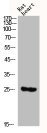 DDIT3 Antibody