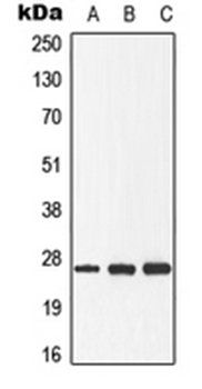 DDIT3 (phospho-S30) antibody