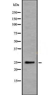 DDIT4 antibody