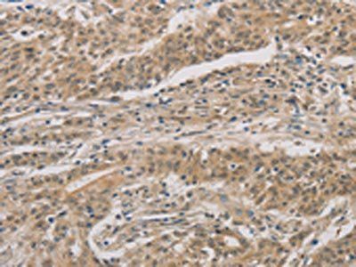 DDIT4 Antibody