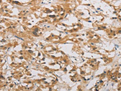 DDIT4 Antibody