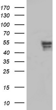 DDK antibody