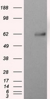 DDK (FLAG) antibody